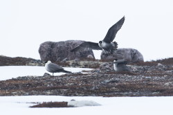 Wydrzyk, dugosterny, Stercorarius, longicaudus, Varanger, wiosna, ptaki