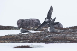 Wydrzyk, dugosterny, Stercorarius, longicaudus, Varanger, wiosna, ptaki