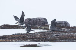 Wydrzyk, dugosterny, Stercorarius, longicaudus, Varanger, wiosna, ptaki