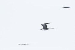 Jaeger, Stercorarius, longicaudus, Long-tailed, Skua, Varanger, spring