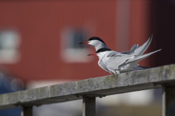 Rybitwa, rzeczna, Sterna, hirundo, rybitwa, zwyczajna, Varanger, wiosna, ptaki