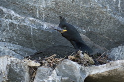 Kormoran, czubaty, Phalacrocorax, aristotelis, Varanger, wiosna, ptaki