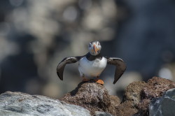 Maskonur, Fratercula, arctica, Varanger, wiosna, ptaki