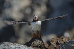 Maskonur, Fratercula, arctica, Varanger, wiosna, ptaki