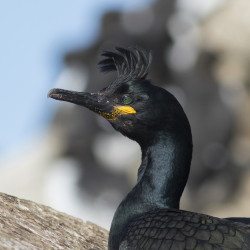 European, Phalacrocorax, aristotelis, Common, Shag, Varanger, spring