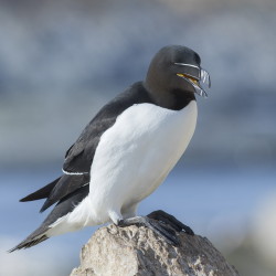 Razorbill, Alca, torda, Varanger, spring