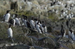 Common, Murre, Uria, aalge, Varanger, spring