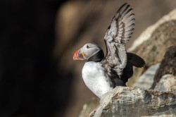 Maskonur, Fratercula, arctica, Varanger, wiosna, ptaki