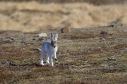 Zajc, bielak, Lepus, timidus, Varanger, wiosna, ssaki