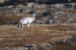 Zajc, bielak, Lepus, timidus, Varanger, wiosna, ssaki