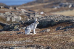 Mountain, hare, Lepus, timidus, Blue, Tundra, Variable, White, Snow, Alpine, Hare, Varanger, spring