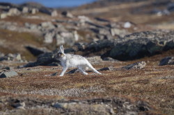 Zajc, bielak, Lepus, timidus, Varanger, wiosna, ssaki