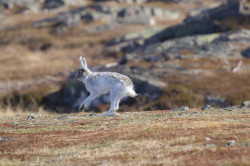 Zajc, bielak, Lepus, timidus, Varanger, wiosna, ssaki