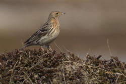 Red-throated, Pipit, Anthus, cervinus, Varanger, spring
