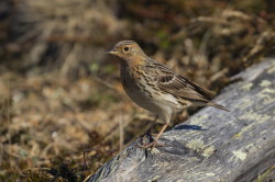 Red-throated, Pipit, Anthus, cervinus, Varanger, spring