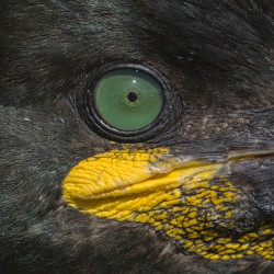 Kormoran, czubaty, Phalacrocorax, aristotelis, Varanger, wiosna, ptaki