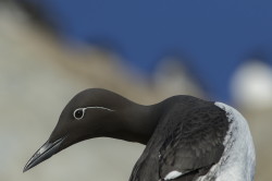 Common, Murre, Uria, aalge, Varanger, spring