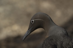 Common, Murre, Uria, aalge, Varanger, spring