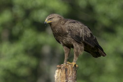Lesser, Spotted, Eagle, Aquila, pomarina