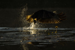 Osprey, Pandion, haliaetus, Sea, Eagle, Fish, Hawk