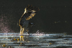 Osprey, Pandion, haliaetus, Sea, Eagle, Fish, Hawk