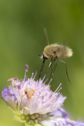 Bombylius, major, Large, Dark-edged, Bee-fly, diptera