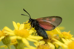 Zygaena, filipendulae, Six-spot, Burnet, lepidoptera