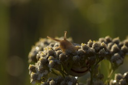 Cepaea, hortensis, White-lipped, Snail