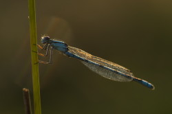 Coenagrion, ornatum, Ornate, Bluet, dragonfly, odonata