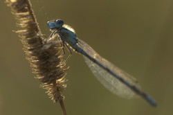 Coenagrion, ornatum, Ornate, Bluet, dragonfly, odonata