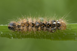 Acronicta, rumicis, Knot, Grass, lepidoptera