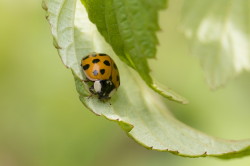 Harmonia, axyridis, Asian, Lady, Beetle, Japanese, Ladybug, coleoptera