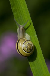 Cepaea, hortensis, White-lipped, Snail