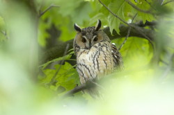 Long-eared, Owl, Asio, Strix, otus