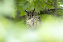 Long-eared, Owl, Asio, Strix, otus