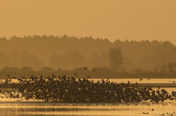 Black-headed, Gull, Larus, ridibundus