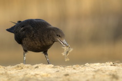 Wydrzyk, wielki, Stercorarius, skua, ptaki