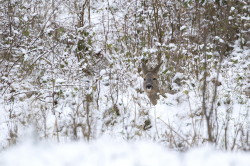 Roe, Deer, Capreolus, capreolus