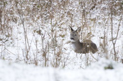 Roe, Deer, Capreolus, capreolus