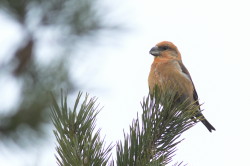 Parrot, crossbill, Loxia, pytyopsittacus