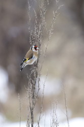 European, Goldfinch, Carduelis, carduelis