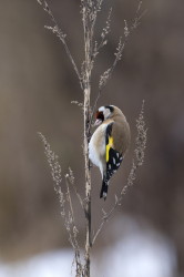 European, Goldfinch, Carduelis, carduelis