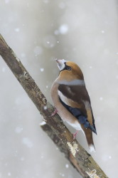 Grubodzib, Coccothraustes, coccothraustes, pestkojad, grabousk, ptaki