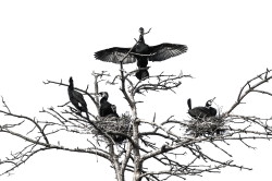 Kormoran, Phalacrocorax, carbo, czarny, ptaki