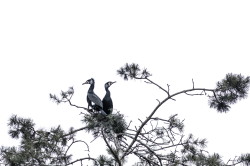Kormoran, Phalacrocorax, carbo, czarny, ptaki