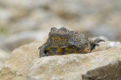 Bombina, variegata, Yellow-bellied, toad, Bulgaria