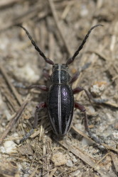 Dorcadion, breuningi, Bulgaria, coleoptera