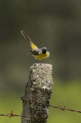 Motacilla, cinerea, Grey, Wagtail, Bulgaria