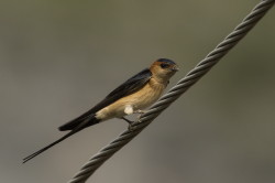 Cecropis, daurica, Red-rumped, Swallow, Bulgaria