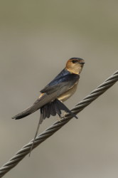 Cecropis, daurica, Red-rumped, Swallow, Bulgaria